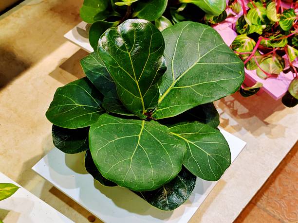 Fiddle Leaf Fig Care Tips for a Lush, Thriving Plant