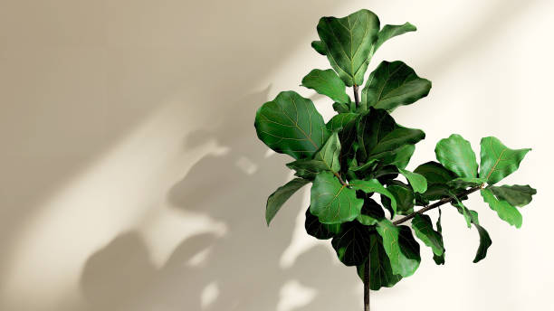 Fiddle Leaf Fig Leaves