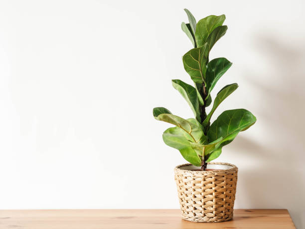 Fiddle Leaf Fig Leaves Turning yellow