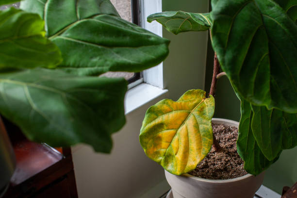 Fiddle Leaf Fig Leaves Yellow