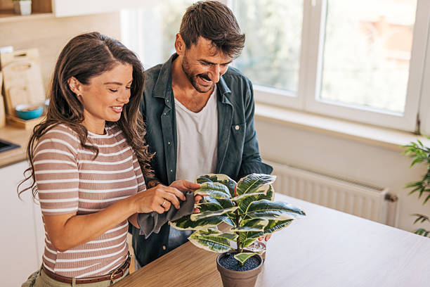 Fiddle Leaf Fig Soil