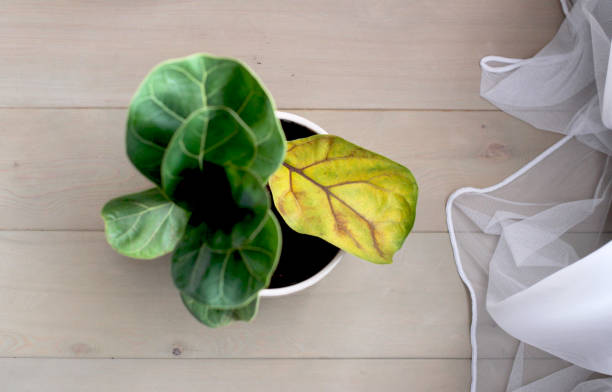 Fiddle Leaf Fig Yellow Leaves