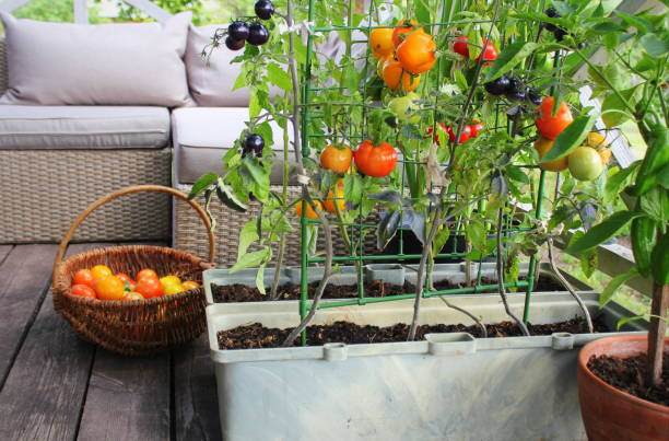 Are You Feeding Your Fruit Plants the Right Fertilizer?