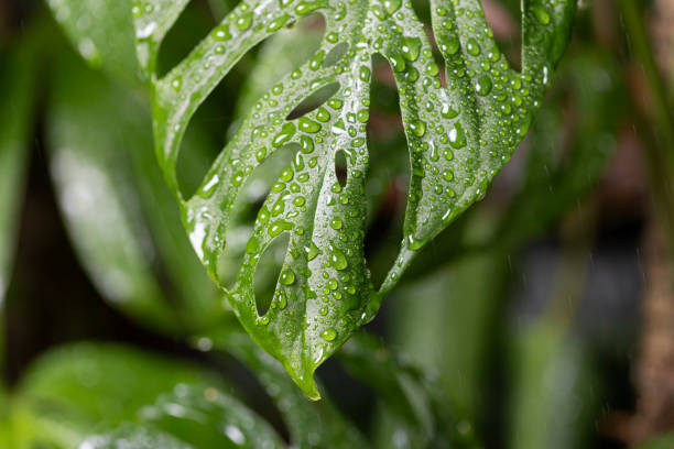 Do Plants Have Memory? What Science Experiments Reveal