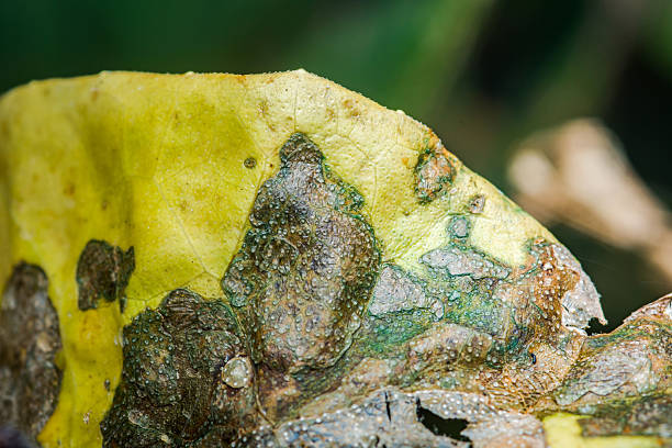 Hidden Plant Diseases That Look Like Nutrient Problems