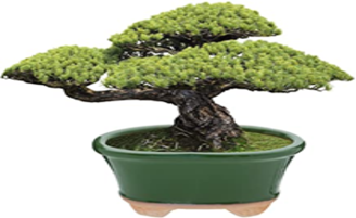 How to Beat the Winter Blues by Growing Bonsai Trees