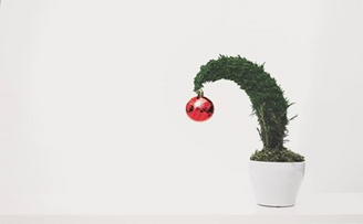 How to Give a Bonsai as a Christmas Gift