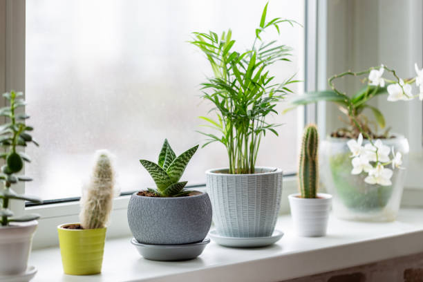 How Cold Drafts Damage Indoor Plants