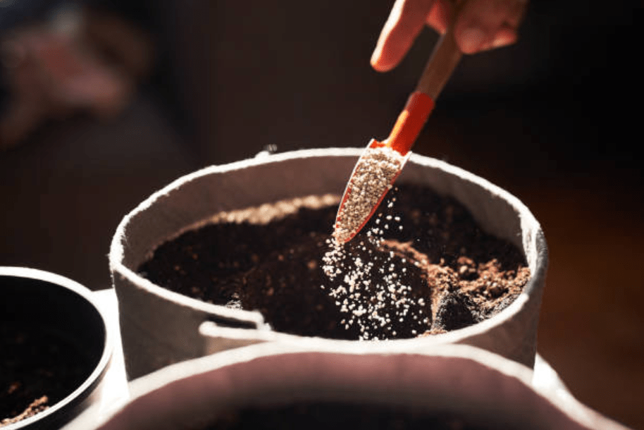 How Mycorrhizae Speed Up Indoor Plant Growth