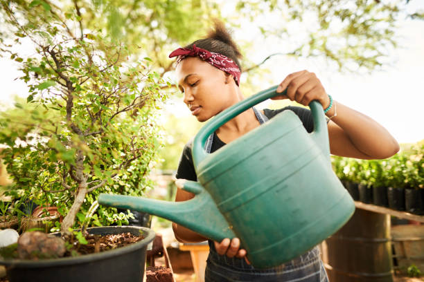 How Often Should You Water a Bonsai Tree?