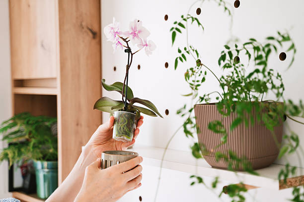 How Often To Water Orchids Indoors: Expert Tips 2026