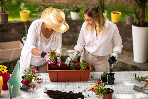 How Plants Change Gene Expression After You Repot Them