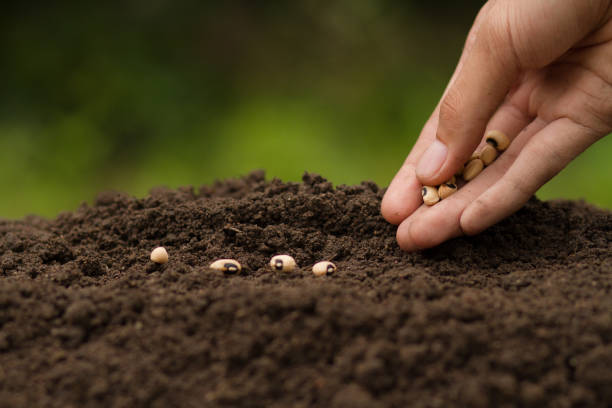 How Seed Starter Kits Improve Germination Success