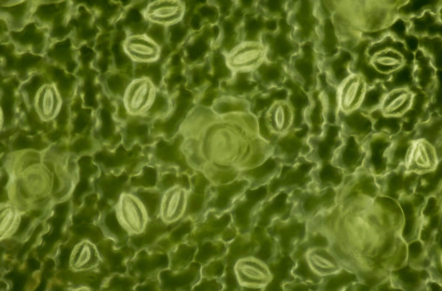 How Stomata Decide When to Close — And Why It Matters