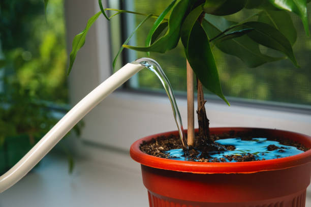 How Water Temperature Affects Root Health and Nutrient Uptake