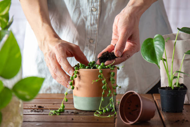 How to Build Confidence With Plant Care