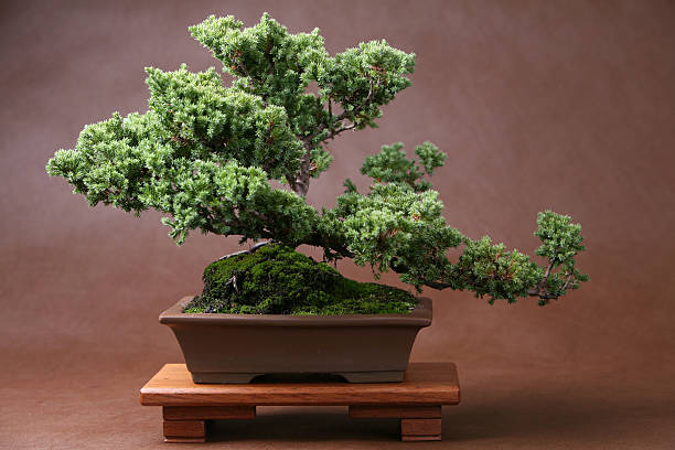 How to Care for Bonsai Juniper & Ensure Success