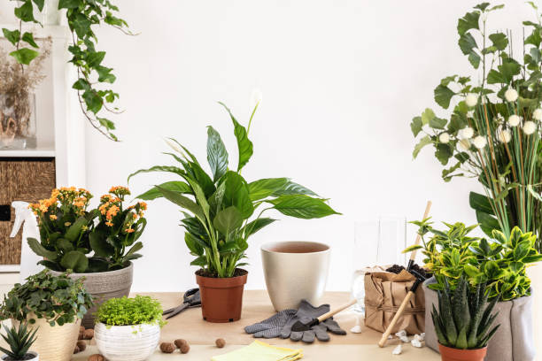 How to Choose Your First Houseplant