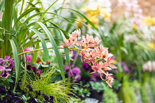 How to Feed Orchids for Stunning Blooms