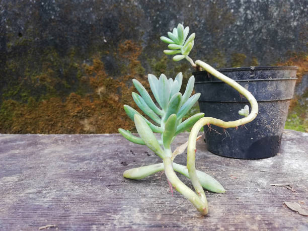 How to Fix Leggy Succulents: Your 2026 Guide
