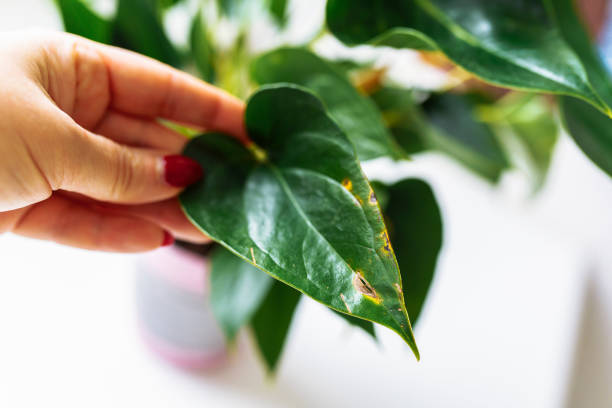 How to Prevent Bacterial Leaf Spot on Indoor Plants