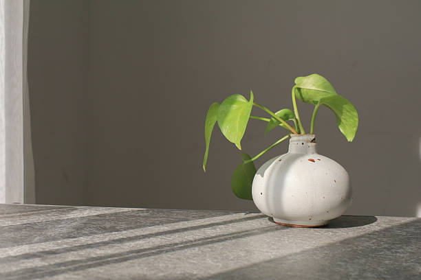 How to Prevent Light Shock When Moving Plants Indoors or Outdoors