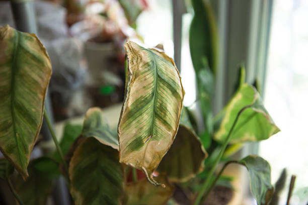 Root Rot SOS: How to Spot It Early and Save Your Plant