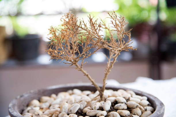 How to Revive a Dying Bonsai Tree