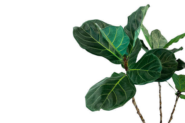 How to Save an Overwatered Fiddle Leaf Fig Plant