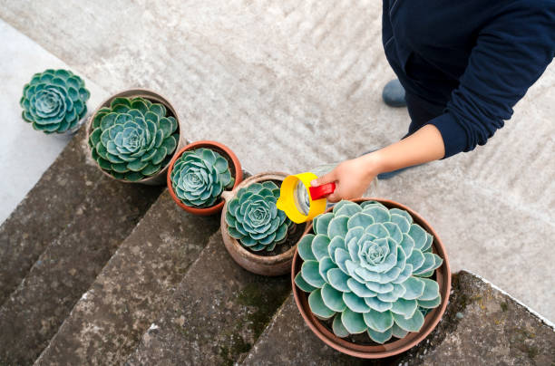 How to Save an Overwatered Succulent Without Repotting It