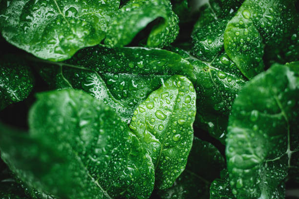How to Store Liquid Plant Food for Maximum Effectiveness