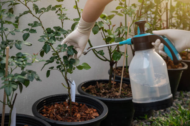How to Use Plant Fertilizer Spray