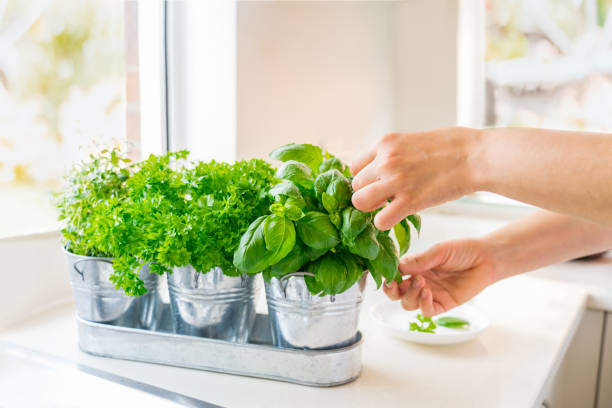 Indoor Herb Garden Soil: A Complete Guide for 2026