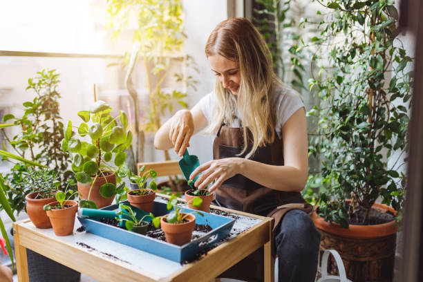 Indoor Herb Soil vs. Bonsai Soil: What's the Difference?