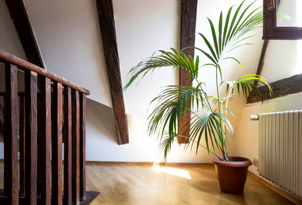 Signs Your Indoor Palm Tree Needs Fertilizer