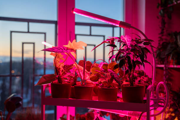 Why Grow Light Timers Matter More Than You Think