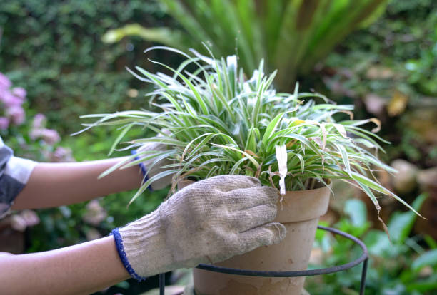 Low-Maintenance Plants for People Who Want Peace, Not Projects 