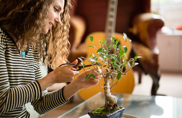 Master How To Care For Indoor Bonsai Tree In 2026