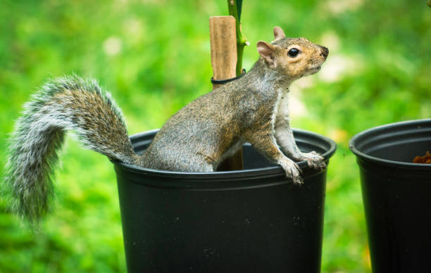Natural Ways to Keep Squirrels Out of Potted Fruit Trees