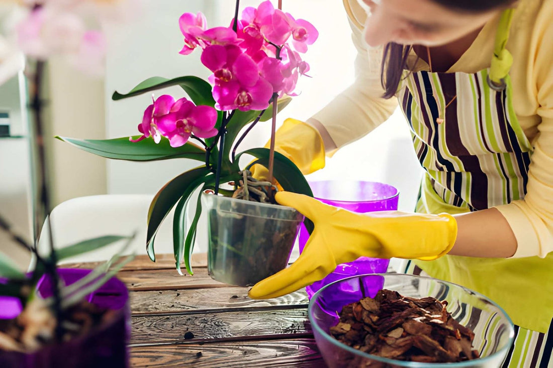 Orchid Care Tips to Keep Blooms Longer