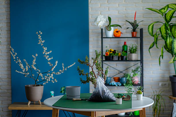Orchid Soil and Fertilizer: What Your Orchid Actually Needs