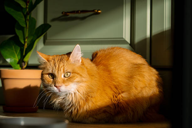 Pet-Friendly Indoor Plants That Are Safe and Easy To Grow