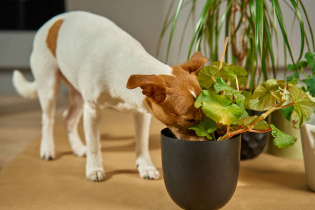 Pet Friendly Plants: Keeping Your Furry Friends Safe
