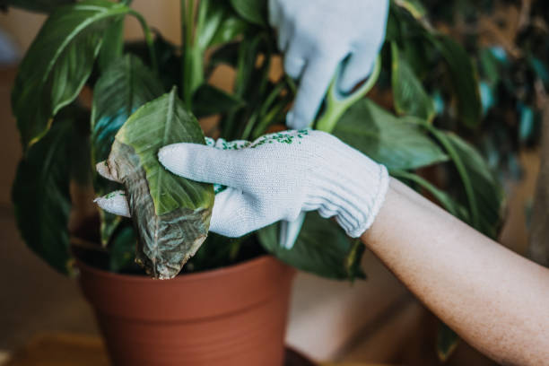 Plant Adjustment and Stress: Why New Plants Struggle Indoors