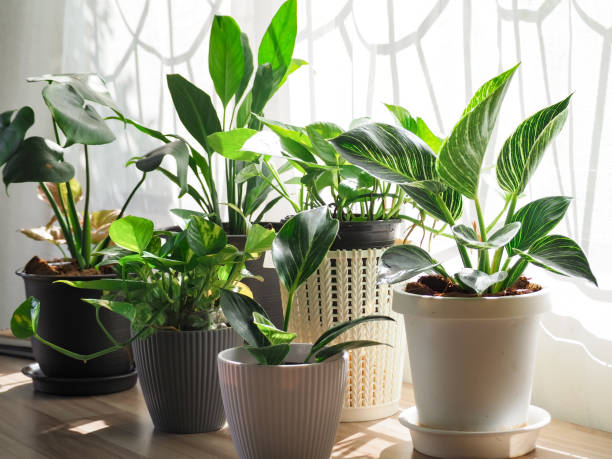 Plants That Fit Small Spaces Gracefully