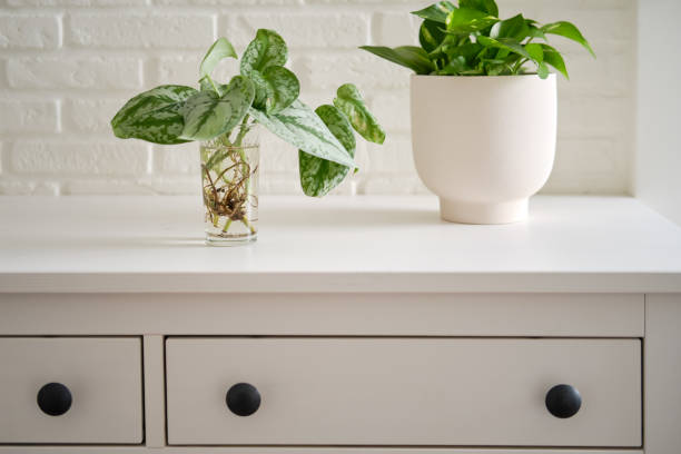 Liquid Fertilizer for Pothos and Fiddle Leaf Fig: How to Feed Each One