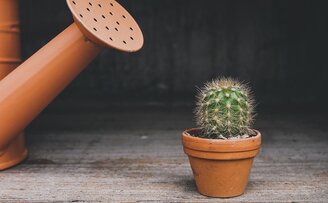 The Best Indoor Cacti for Beginners