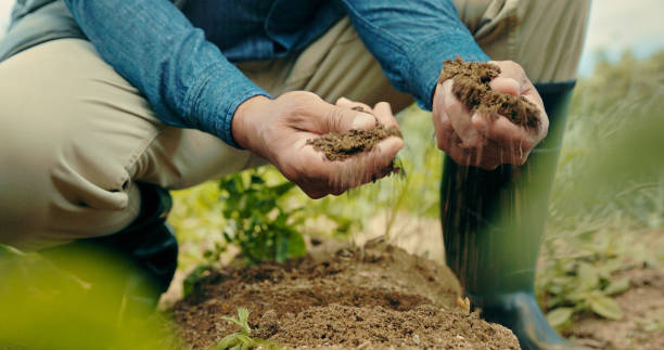 Reusing Potting Soil the Right Way
