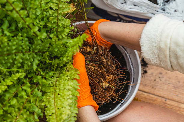 Root Competition Indoors: Why Potted Plants Fight for Resources