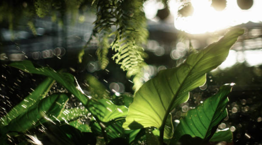 Why Plants Respond to Sound Vibrations